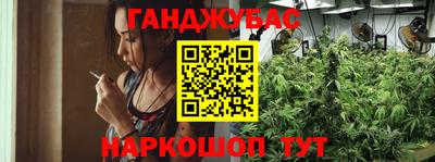 сатива Новозыбков
